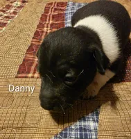 Danny, a male Rat Terrier for sale in Tappahannock, VA – 4 of 4