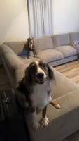 Ranger, a male Australian Shepherd for sale in Strasburg, OH – 4 of 4