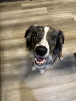 Ranger, a male Australian Shepherd for sale in Strasburg, OH – 2 of 4