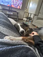 Ranger, a male Australian Shepherd for sale in Strasburg, OH – 3 of 4