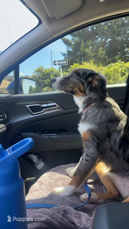 Ranger – Australian Shepherd puppy for sale in Strasburg, OH
