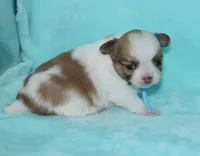 Gizmo, a male Chihuahua for sale in Kershaw, SC – 4 of 9