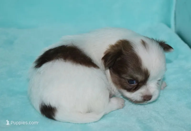 Cosmo – Chihuahua puppy for sale in Kershaw, SC