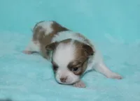 Gizmo, a male Chihuahua for sale in Kershaw, SC – 3 of 9