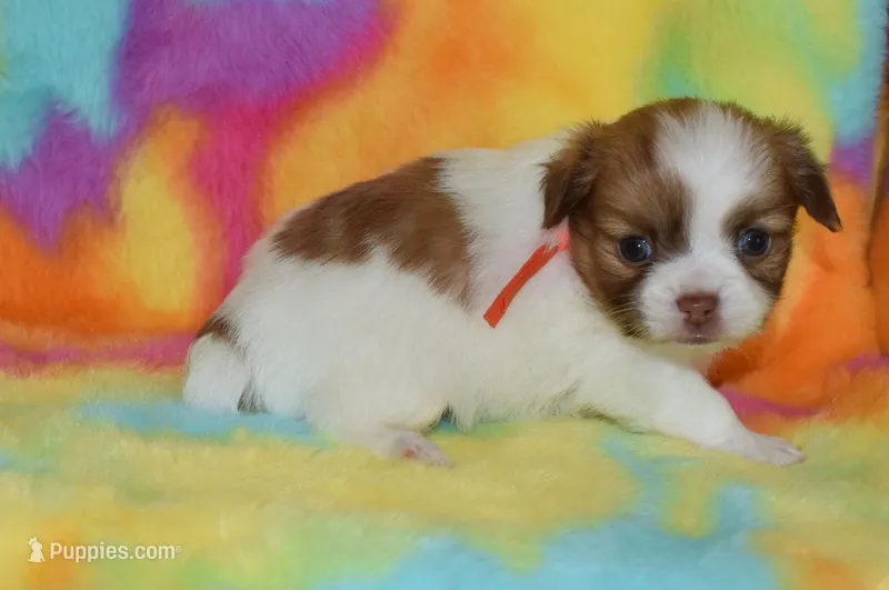 Gabe – Chihuahua puppy for sale in Kershaw, SC