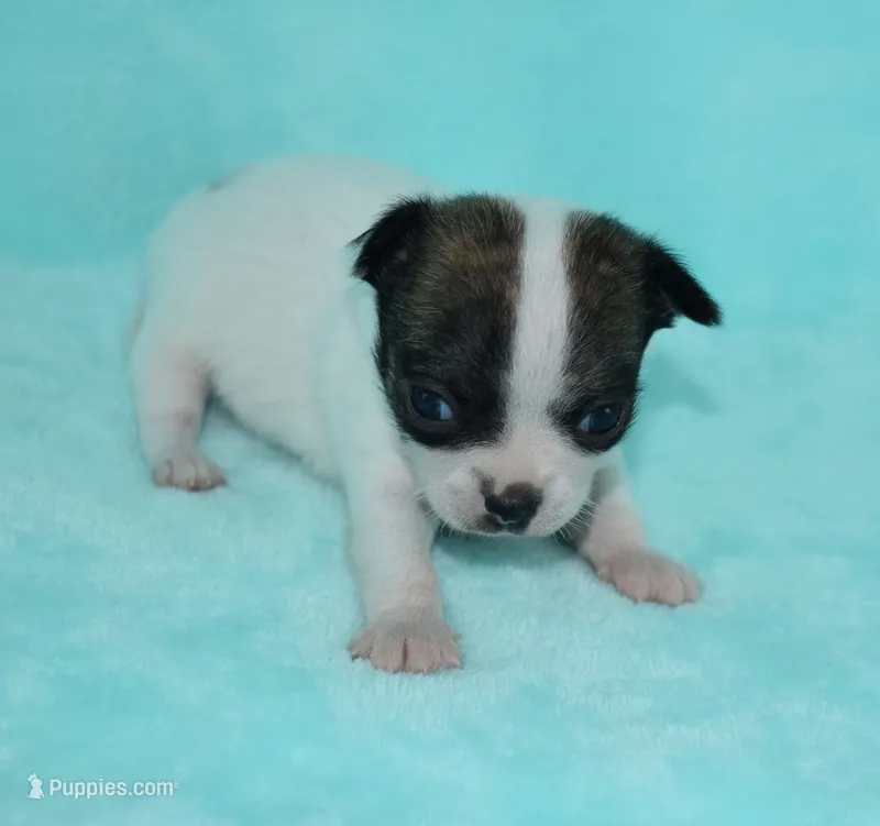 Tiger – Chihuahua puppy for sale in Kershaw, SC