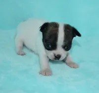 Tiger, a male Chihuahua for sale in Kershaw, SC – 1 of 10
