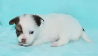 Cosmo, a male Chihuahua for sale in Kershaw, SC – 2 of 9