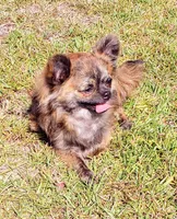 Tiger, a male Chihuahua for sale in Kershaw, SC – 9 of 10