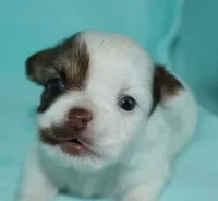 Cosmo, a male Chihuahua for sale in Kershaw, SC – 4 of 9