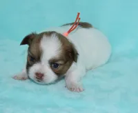 Gabe, a male Chihuahua for sale in Kershaw, SC – 5 of 10