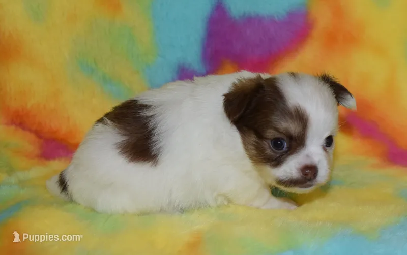 Cosmo – Chihuahua puppy for sale in Kershaw, SC