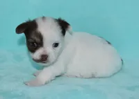 Cosmo, a male Chihuahua for sale in Kershaw, SC – 3 of 9