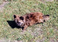 Tiger, a male Chihuahua for sale in Kershaw, SC – 10 of 10