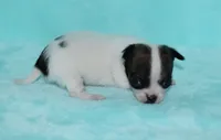 Tiger, a male Chihuahua for sale in Kershaw, SC – 5 of 10