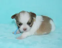 Gizmo, a male Chihuahua for sale in Kershaw, SC – 5 of 9