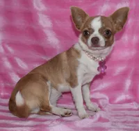 Tiger, a male Chihuahua for sale in Kershaw, SC – 8 of 10