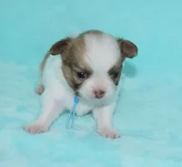 Gizmo, a male Chihuahua for sale in Kershaw, SC – 2 of 9
