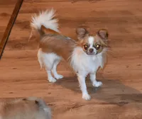 Cosmo, a male Chihuahua for sale in Kershaw, SC – 6 of 9