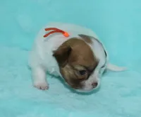 Gabe, a male Chihuahua for sale in Kershaw, SC – 3 of 10