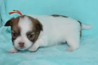 Gabe, a male Chihuahua for sale in Kershaw, SC – 4 of 10