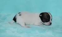 Tiger, a male Chihuahua for sale in Kershaw, SC – 6 of 10