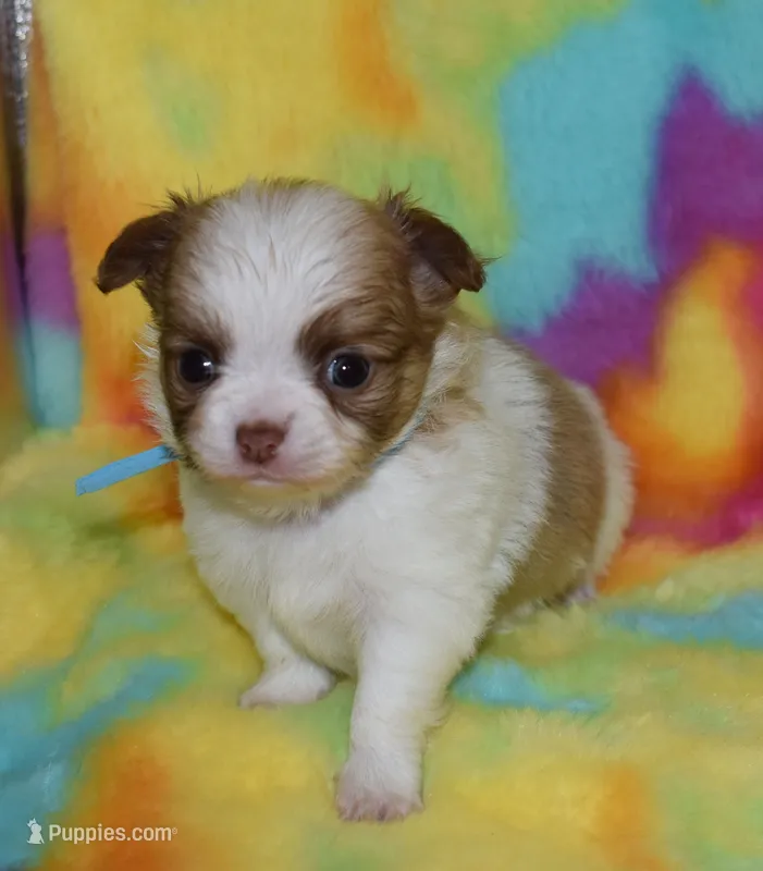 Gizmo – Chihuahua puppy for sale in Kershaw, SC