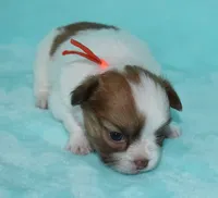 Gabe, a male Chihuahua for sale in Kershaw, SC – 6 of 10