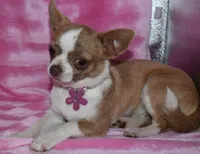 Tiger, a male Chihuahua for sale in Kershaw, SC – 7 of 10