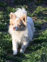 Gizmo, a male Chihuahua for sale in Kershaw, SC – 9 of 9
