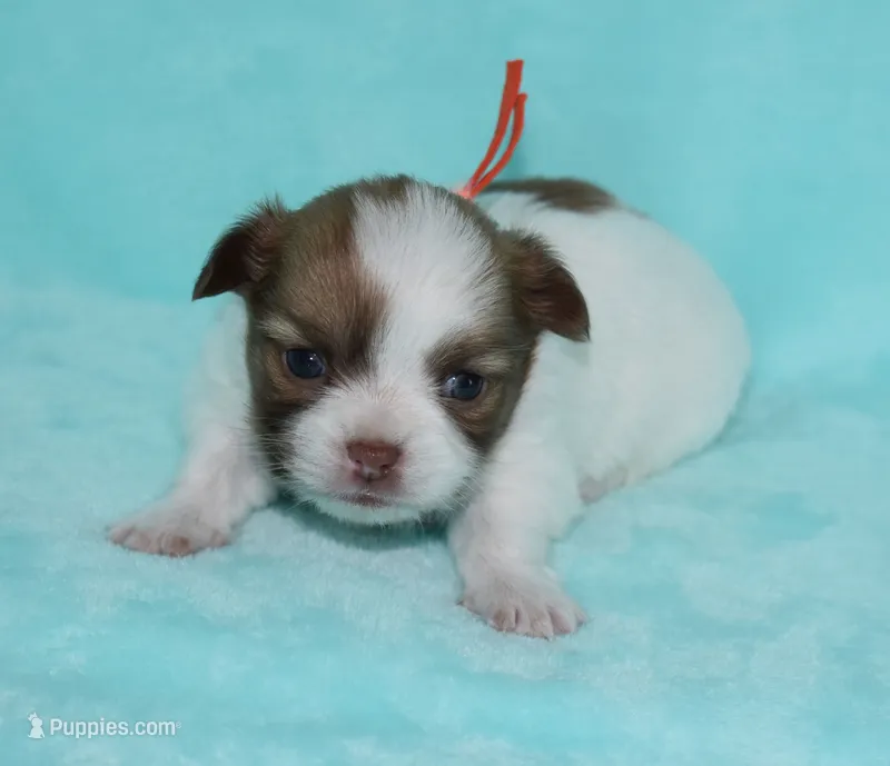 Gabe – Chihuahua puppy for sale in Kershaw, SC