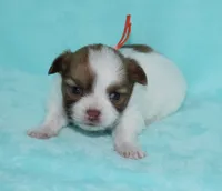 Gabe, a male Chihuahua for sale in Kershaw, SC – 1 of 10