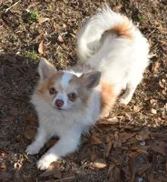 Cosmo, a male Chihuahua for sale in Kershaw, SC – 8 of 9