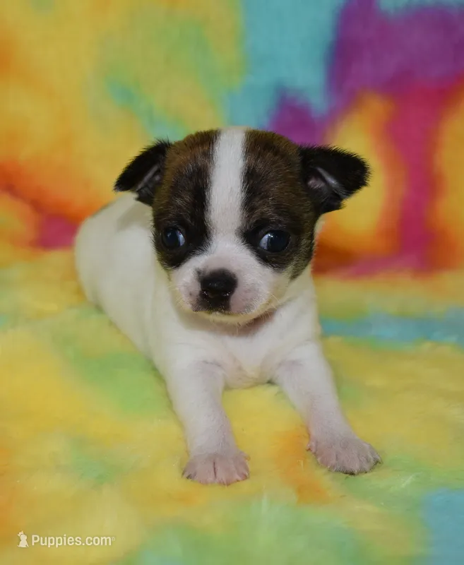 Tiger – Chihuahua puppy for sale in Kershaw, SC