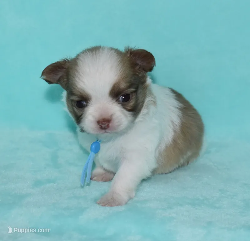 Gizmo – Chihuahua puppy for sale in Kershaw, SC