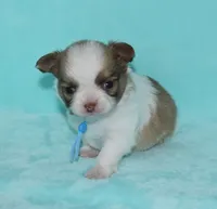 Gizmo, a male Chihuahua for sale in Kershaw, SC – 1 of 9