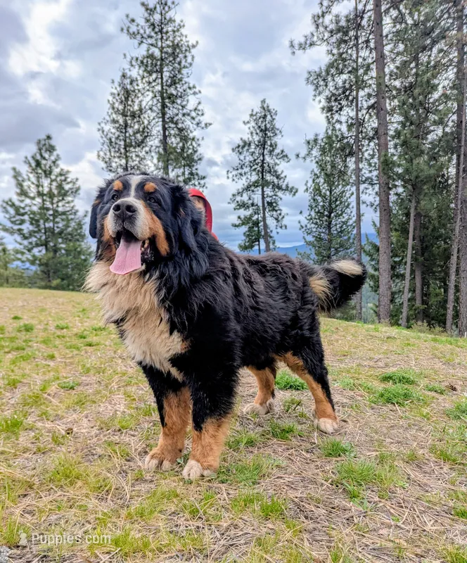 Buster  – Bernese Mountain Dog puppy for sale in Moyie Springs, ID