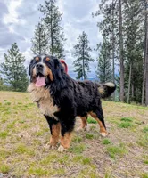 Buster , a male Bernese Mountain Dog for sale in Moyie Springs, ID – 1 of 4