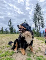 Buster , a male Bernese Mountain Dog for sale in Moyie Springs, ID – 2 of 4