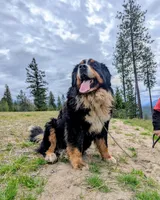 Buster , a male Bernese Mountain Dog for sale in Moyie Springs, ID – 3 of 4