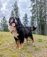 Buster , a male Bernese Mountain Dog for sale in Moyie Springs, ID – 4 of 4