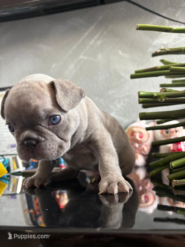 Bruce – French Bulldog puppy for sale in Los Angeles, CA