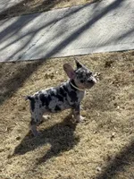 Kōna, a male French Bulldog for sale in Monte Vista, CO – Photo 3 of 4