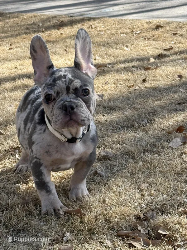Kōna – French Bulldog puppy for sale in Monte Vista, CO