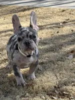 Kōna, a male French Bulldog for sale in Monte Vista, CO – Photo 1 of 4
