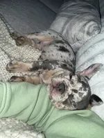 Kōna, a male French Bulldog for sale in Monte Vista, CO – Photo 2 of 4