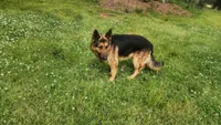 Boy 1, a male German Shepherd Dog for sale in Anderson, SC – 4 of 5