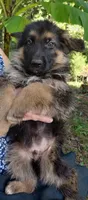 Boy 1, a male German Shepherd Dog for sale in Anderson, SC – 1 of 4