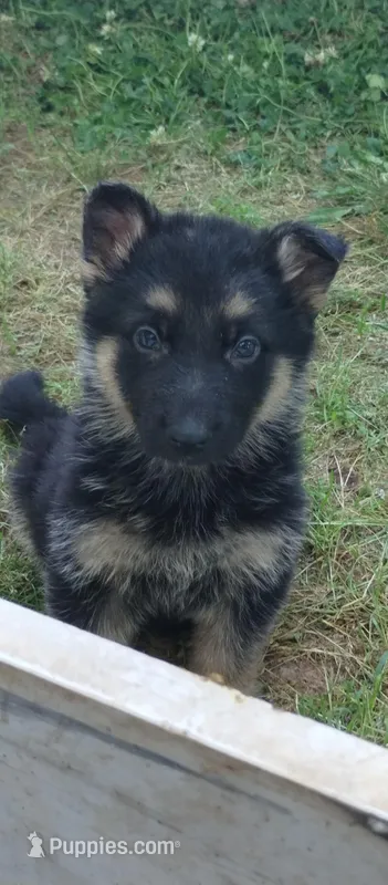 Boy – German Shepherd Dog puppy for sale in Anderson, SC
