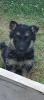 Boy, a male German Shepherd Dog for sale in Anderson, SC – Photo 1 of 4